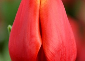 Tulipa Artemis (3)